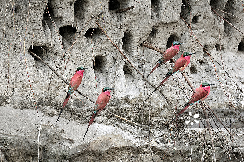 博茨瓦纳宽多河沿岸的南部红蜂虎图片素材