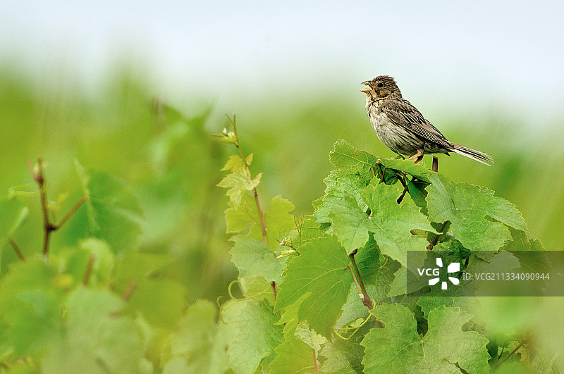欧亚云雀在葡萄园歌唱图片素材
