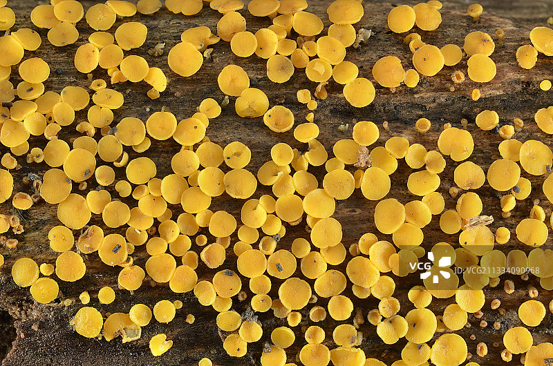 秋季的黄色仙女杯图片素材