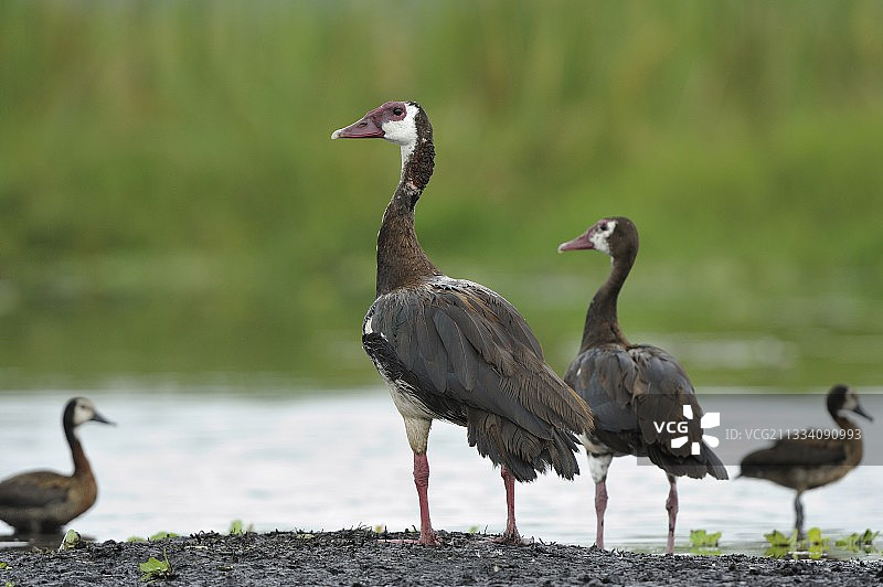 乌干达马巴amba沼泽中的距翅雁图片素材