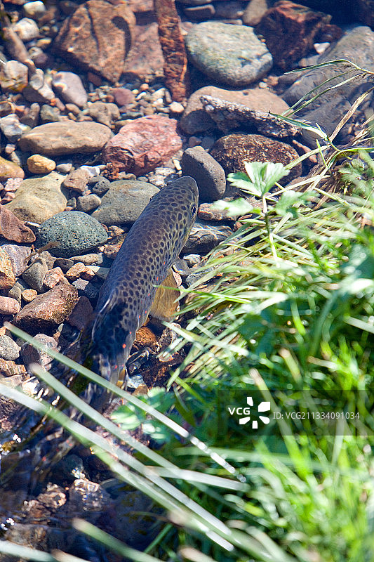法国上莱茵省棕鳟鱼的繁殖区图片素材
