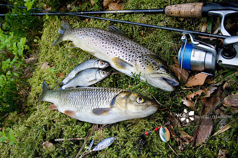 棕鳟、欧洲雅罗鱼和多瑙河鲈鱼，法国阿尔萨斯图片素材