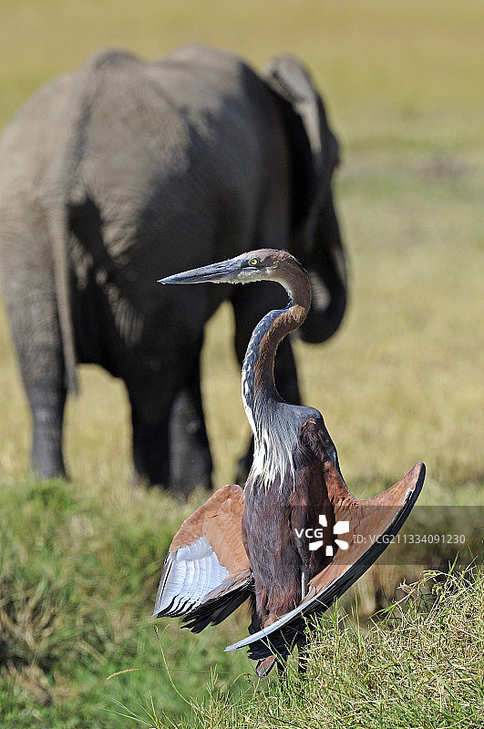 苍鹭展开翅膀，肯尼亚马赛马拉大象图片素材