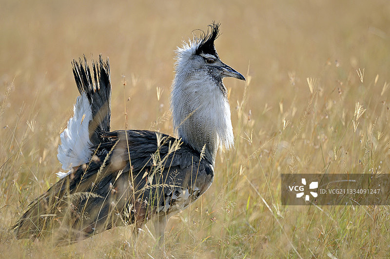 肯尼亚马赛马拉草原的柯利鸨雄鸟图片素材