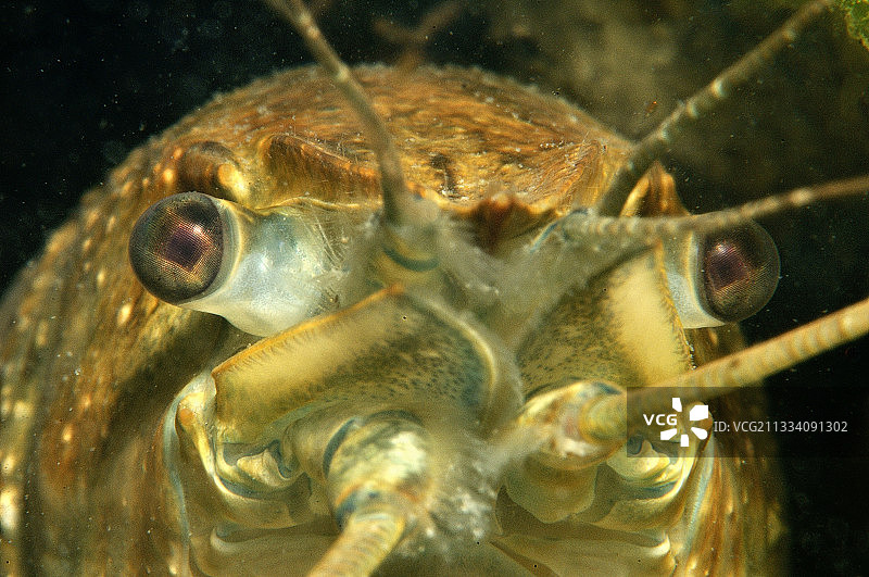 法国富宗草原池塘里的美国小龙虾图片素材