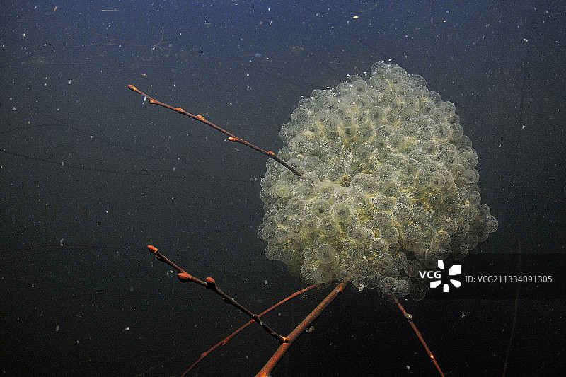 法国富宗草原池塘中的敏捷蛙卵图片素材