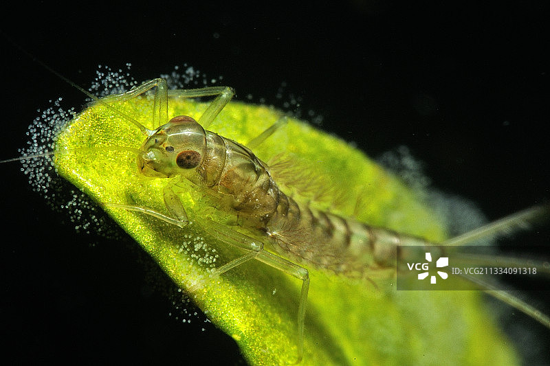 蜉蝣幼虫在水池中图片素材