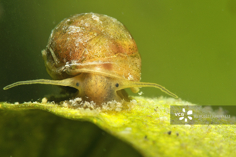 法国富宗池塘草地叶子上的蜗牛图片素材