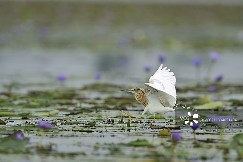 乌干达睡莲上的紫背鹭图片素材