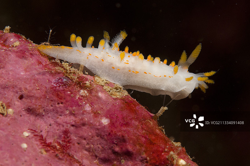 法国布列塔尼的海蛞蝓图片素材