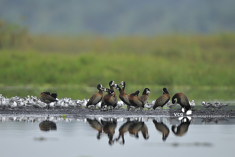 乌干达马巴amba沼泽地的鸣禽和燕鸥图片素材