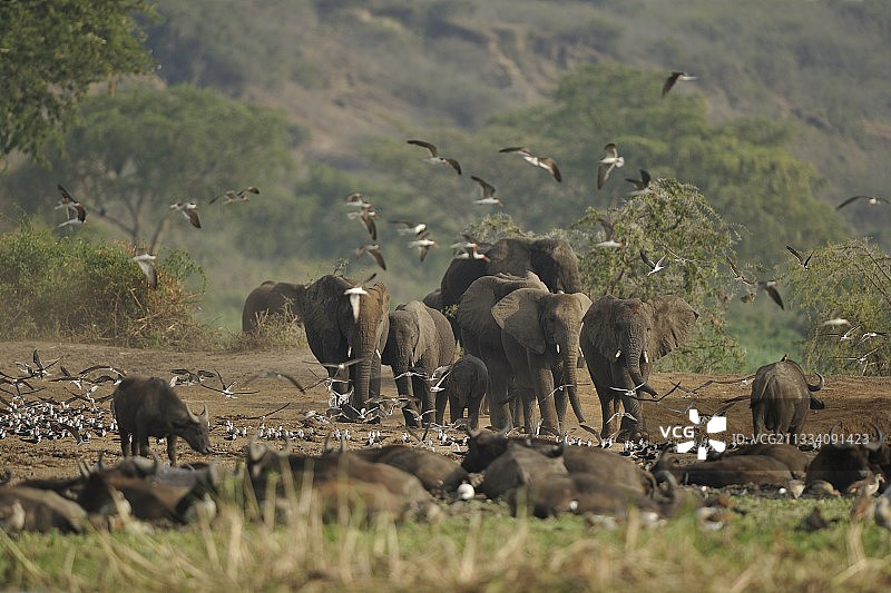 乌干达的象群、水牛和掠鸟图片素材