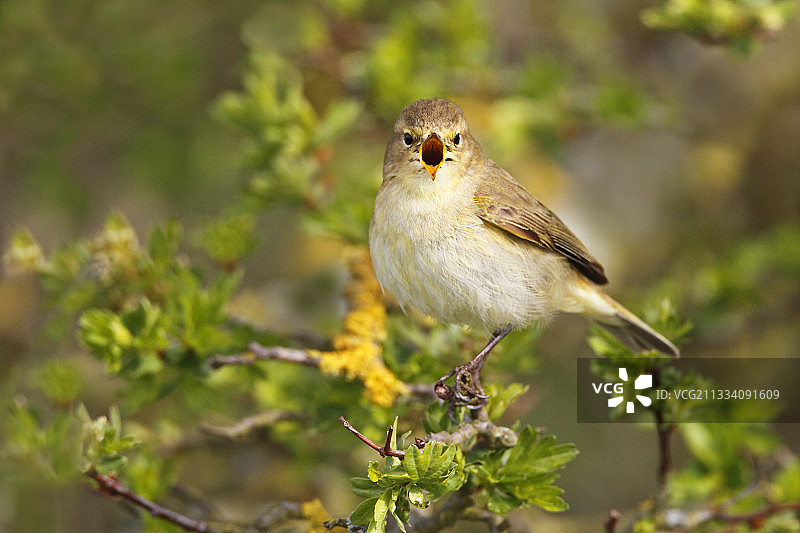 春季的叽喳柳莺图片素材