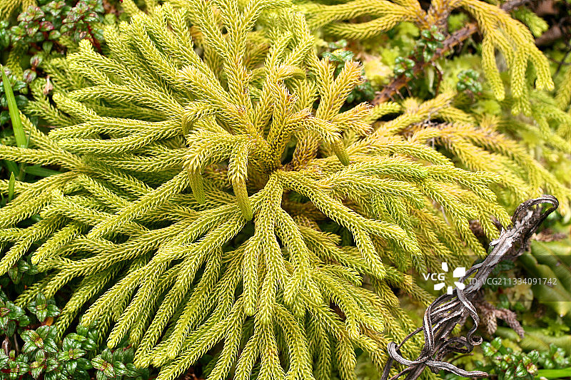 瓜德罗普的苏弗里耶尔山上石松图片素材