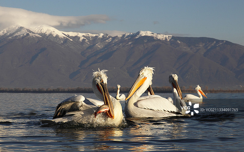 在希腊冬季的克基尼湖上捕鱼的达尔马提亚鹈鹕图片素材