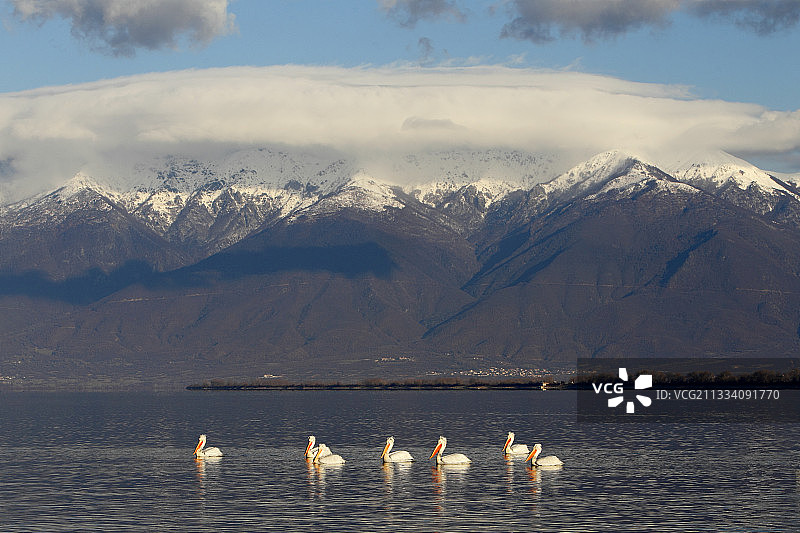 在希腊冬季的克基尼湖上捕鱼的达尔马提亚鹈鹕图片素材
