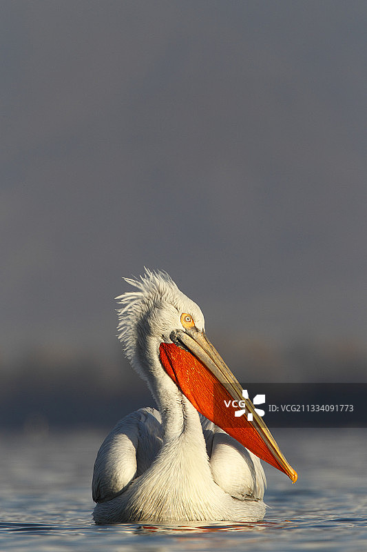 在冬季希腊凯尔基尼湖中游泳的达尔马提亚鹈鹕图片素材