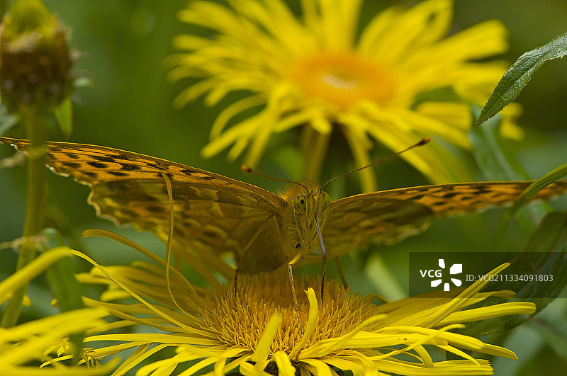 丹麦Allindelille Fredskov的银纹豹蛱蝶图片素材