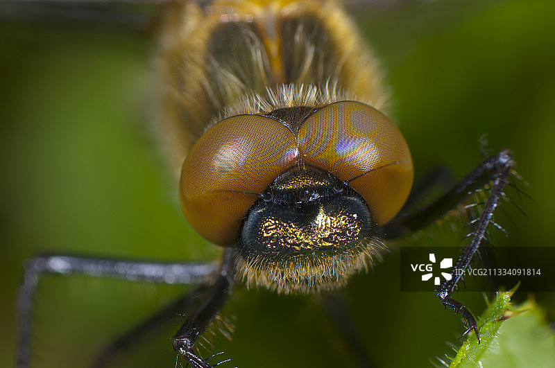 丹麦 Zealand 的唐尼翠鸟特写图片素材