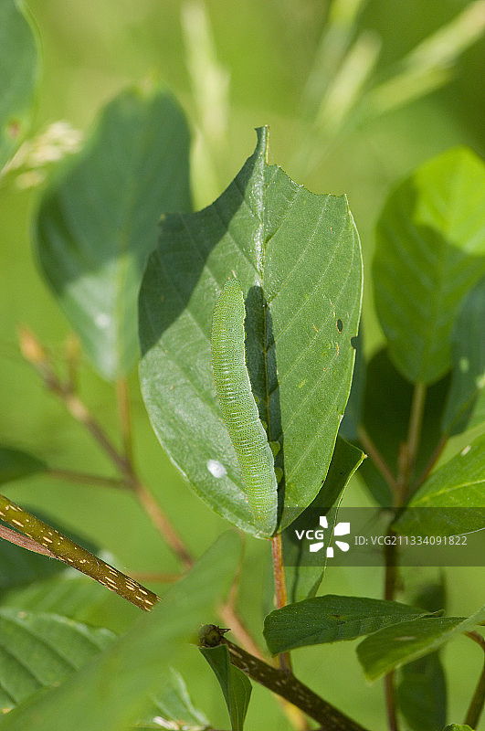 丹麦霍尔姆加德沼泽的硫磺蝶幼虫图片素材