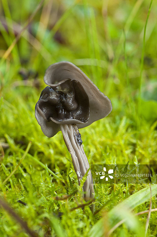 秋季丹麦弗朗厄斯克夫的黑色小精灵鞍菌图片素材