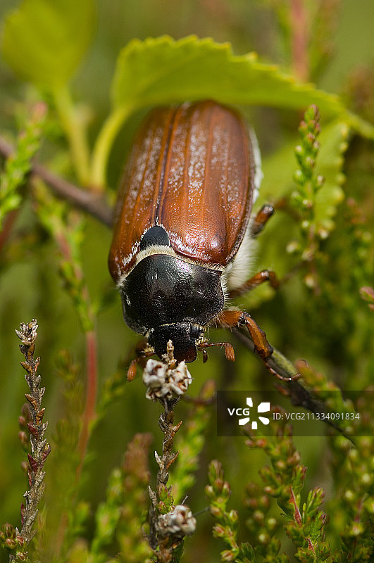六月份丹麦的普通欧洲金龟图片素材