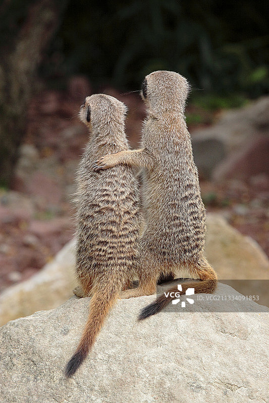 两只相互依偎的猫鼬图片素材