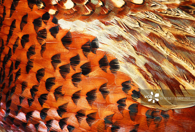 秋季雄性野鸡的羽毛细节图片素材