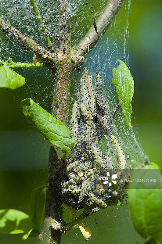 五月在瑞典发现的某种幼虫图片素材