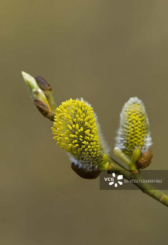 四月丹麦的猫柳图片素材