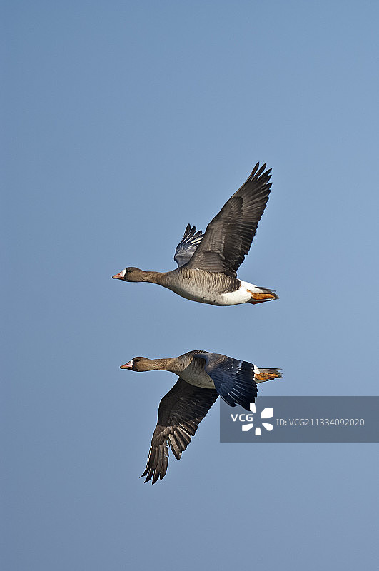 飞翔的白额雁图片素材