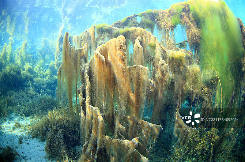 罗纳河回水中的水绵，法国萨维图片素材