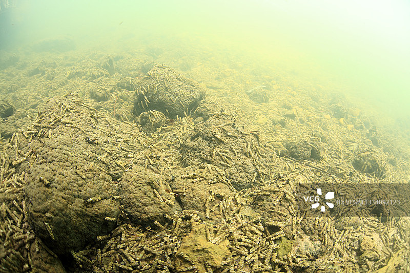 法国萨瓦省河底的石蛾幼虫图片素材