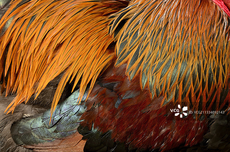 法国金色鹧鸪梵天公鸡的羽毛细节图片素材