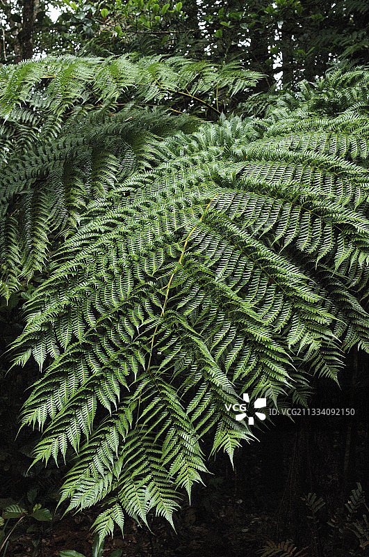 蓝色河流省立公园的植物图片素材