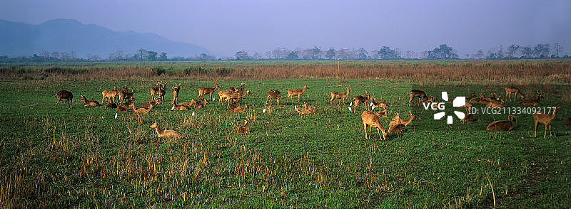 印度卡齐兰加国家公园黎明时分的Barasingha鹿群图片素材