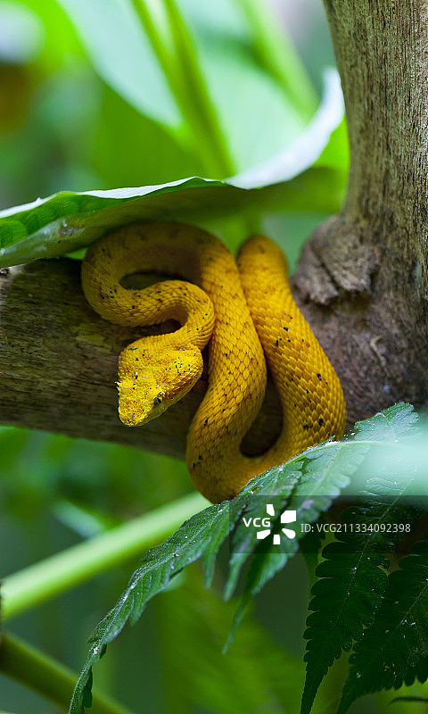 哥斯达黎加的睫毛蝮蛇图片素材