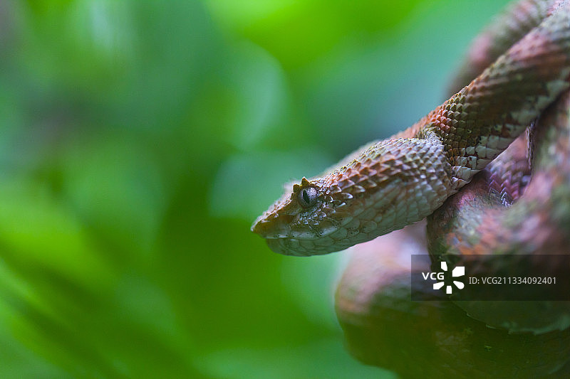 哥斯达黎加睫角蝮蛇肖像图片素材