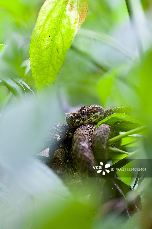 哥斯达黎加的睫毛蝮蛇图片素材