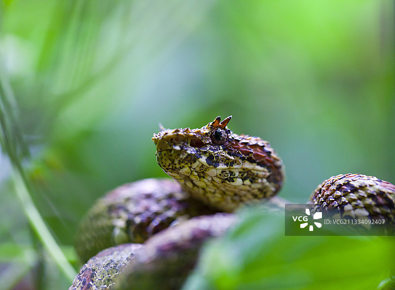 哥斯达黎加睫角蝮蛇肖像图片素材