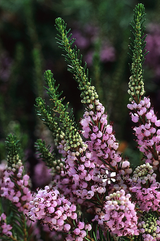 法国格鲁瓦岛上盛开的康沃尔石楠花图片素材