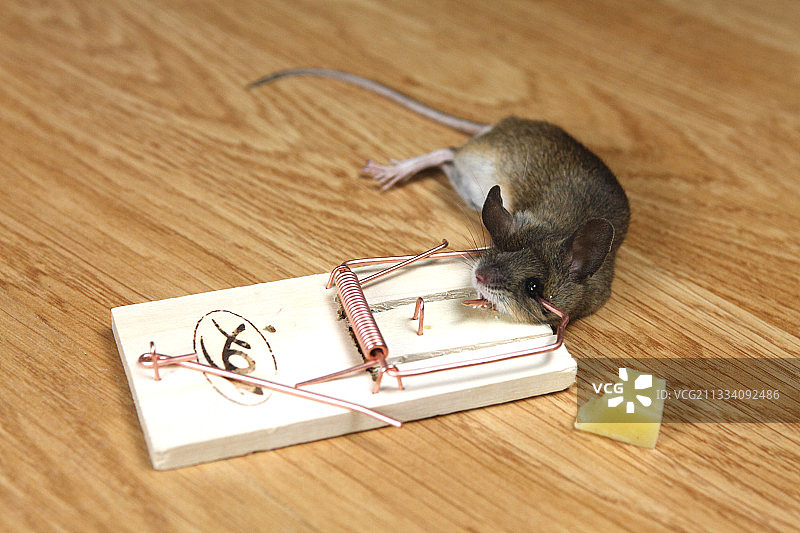 被捕鼠器夹住的鼷鹿图片素材