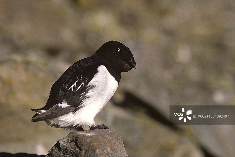在斯匹次卑尔根筑巢的小海雀图片素材