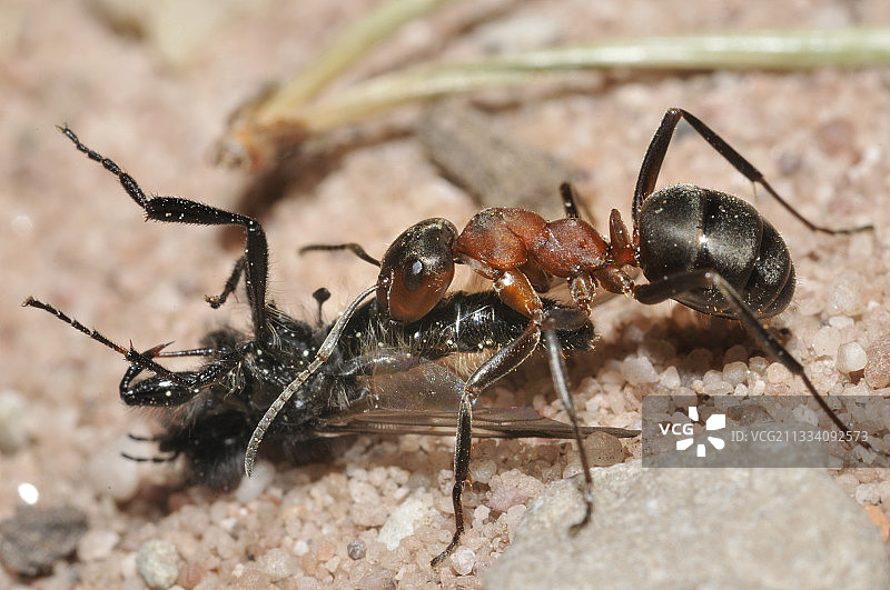 法国，搬运苍蝇的南方林蚁图片素材