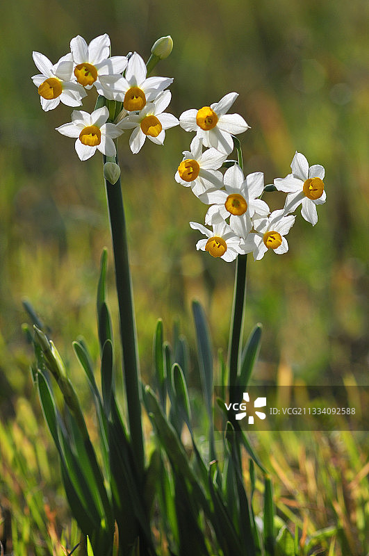 法国埃斯特雷尔的簇生水仙花图片素材
