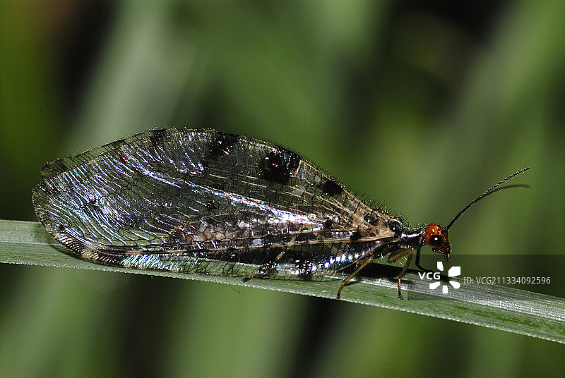 夏季法国树叶上的巨型草蛉图片素材