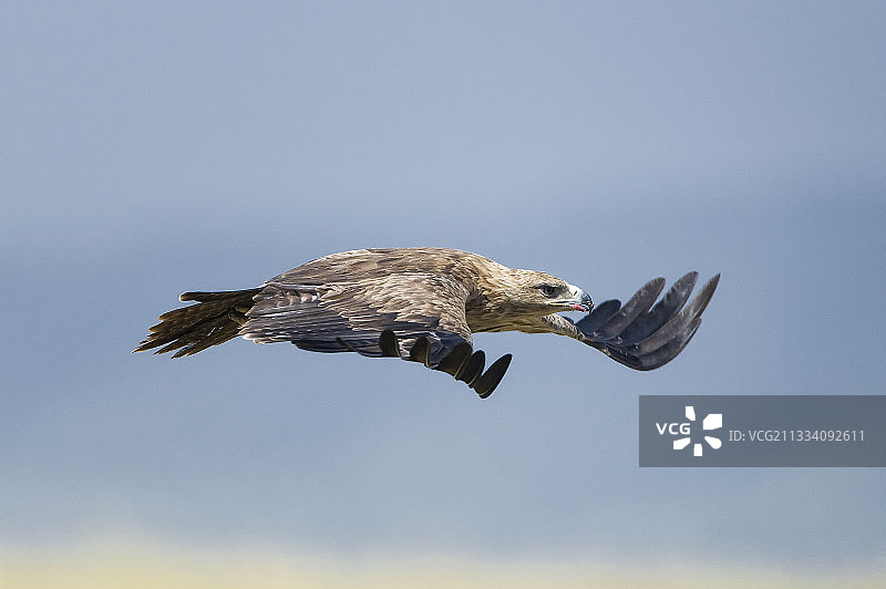 肯尼亚马赛马拉国家保护区飞行中的茶色鹰图片素材