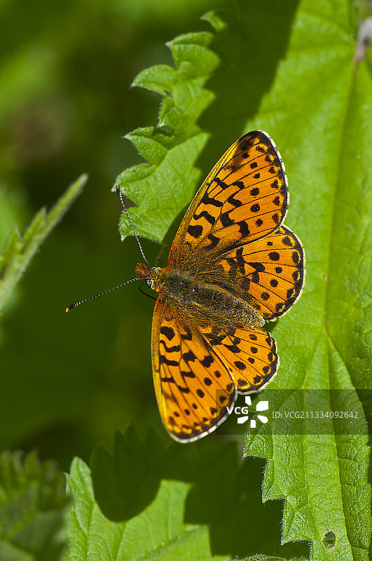 停留在丹麦叶子上的珍珠边蛱蝶图片素材