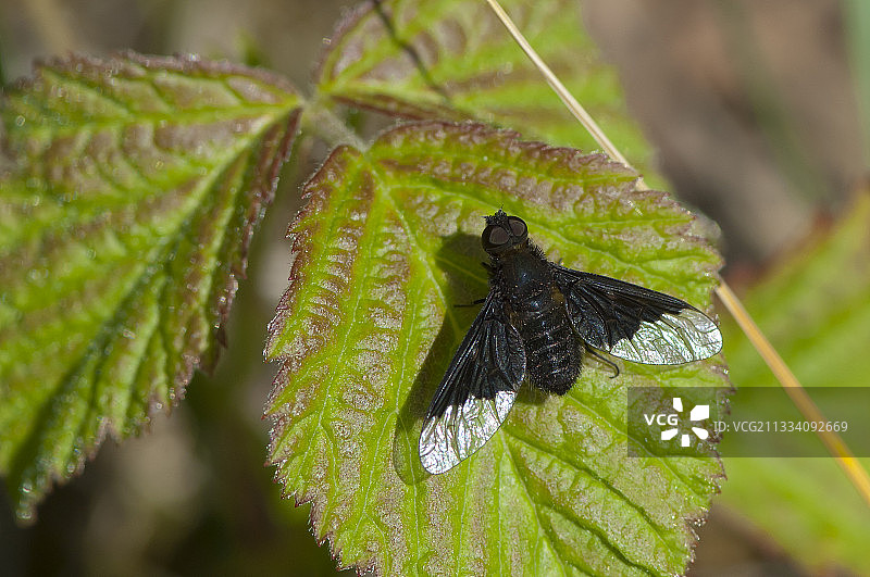 春季瑞典厄兰岛树叶上的食蚜蝇图片素材