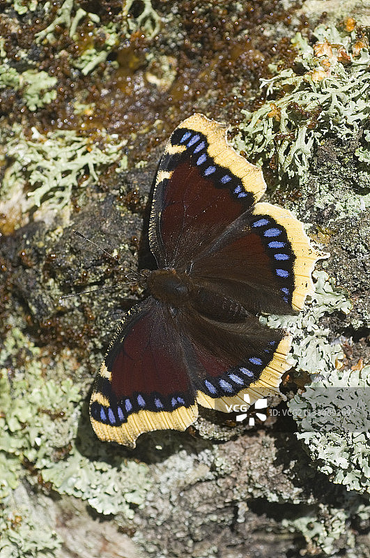 朴树，丹麦图片素材
